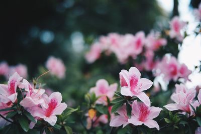 Close-up of pink flowering plants