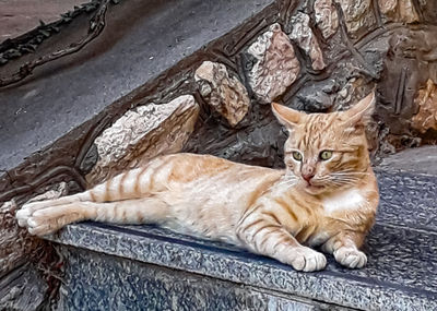 Portrait of cat lying on floor