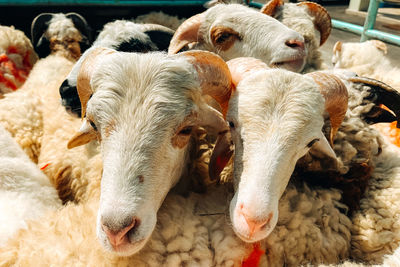 Close-up of sheep