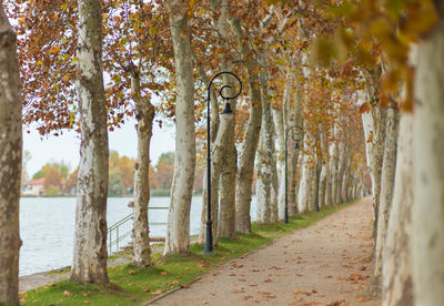 Footpath amidst trees during autumn