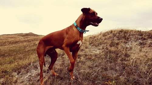 Dog standing on field
