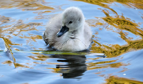 A young duckling swimming in a lake