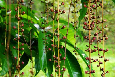 Close-up of berries growing on plant