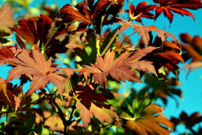 Close-up of maple leaves during autumn