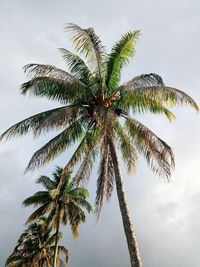 Low angle view of palm tree against sky