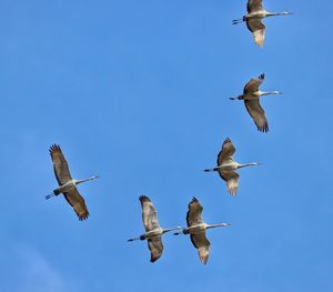 Low angle view of seagulls flying in sky