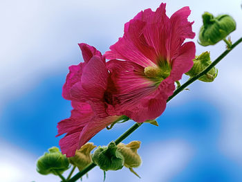 Close-up of pink hibiscus flower