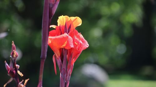 Close-up of red flowering plant