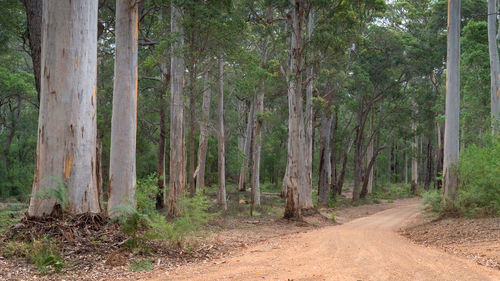 Trees growing in forest