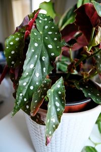 Close-up of wet potted plant