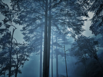 Cold, dark, foggy forest. low angle view of silhouette trees in forest against sky