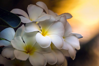 Close-up of white flowering plant