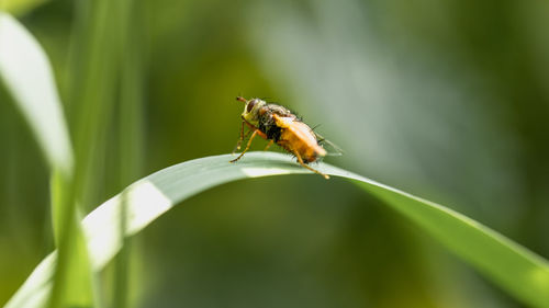 Close-up of insect on plant