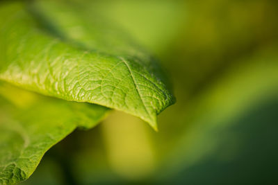 Close-up of green leaves