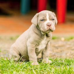 Close-up of puppy sitting on grassy field