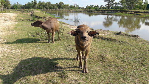 Cows on field by tree