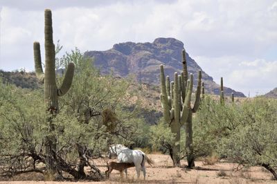 Horses in a field