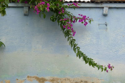 Pink flowers on ivy growing on wall