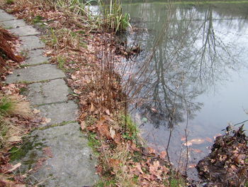 High angle view of trees by lake