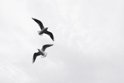 Low angle view of seagulls flying