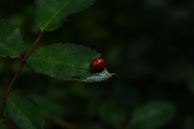 Close-up of ladybug on leaf