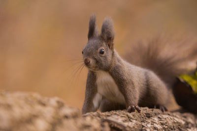 Close-up of squirrel