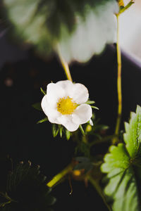 Close-up of white flowering plant