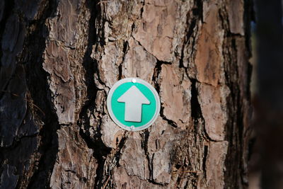 Close-up of sign on tree trunk