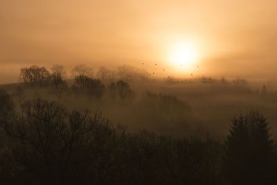 Silhouette bare trees against orange sky during foggy weather