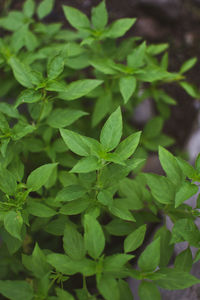 Close-up of plant