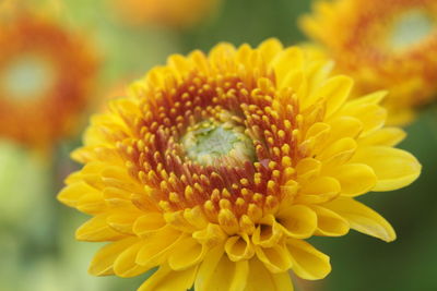 Close-up of yellow dahlia