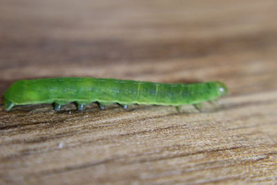 Close-up of insect on wood