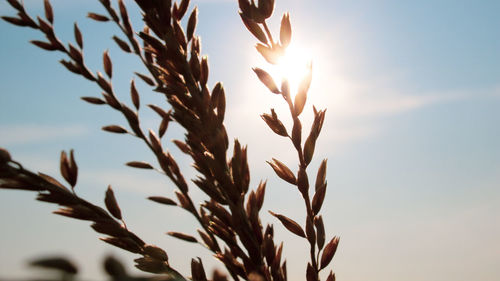 Close-up of stalks against sky during sunset