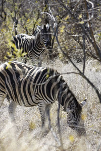 Zebras and trees