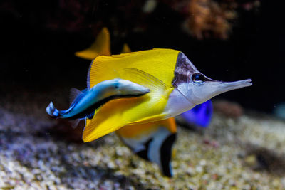 Close-up of fish swimming in aquarium