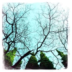 Low angle view of bare tree against sky