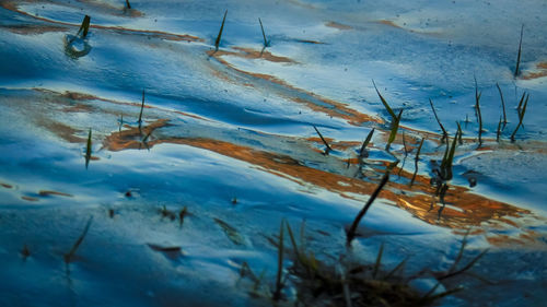 Close-up of frozen plant on land
