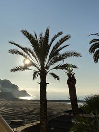 Palm tree by sea against sky during sunset