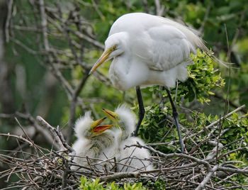 Close-up of bird perching on plant in nest