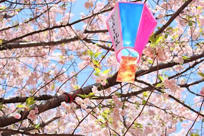 Low angle view of flower tree against sky