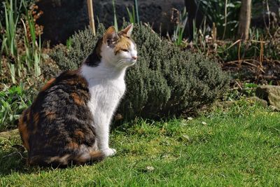 Side view of cat sitting on grass