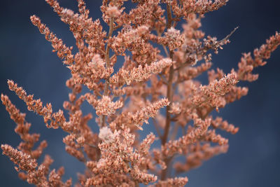 Low angle view of cherry blossoms against sky