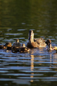 Ducks swimming in lake