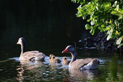 Geese swimming in lake