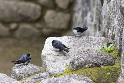 Birds perching on rock