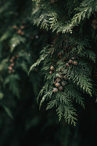 Close-up of pine tree