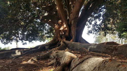 Low angle view of large tree on sunny day