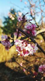 Close-up of cherry blossoms