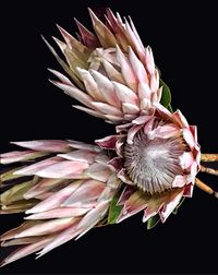 Close-up of flower against black background