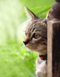 Close-up portrait of cat